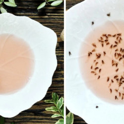 How To Get Rid Of Fruit Flies
