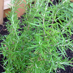 Rosemary Tincture